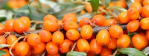 Sea Buckthorn: ‘The Most Perfect Plant in the Whole World’