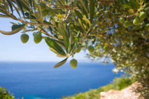 olive tree in front of blue sea