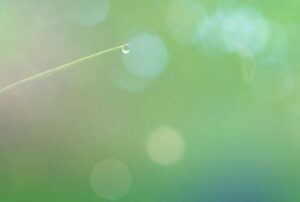 A serene macro photograph of a dew drop on a blade of grass with a blurred green bokeh background.