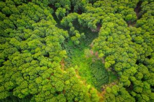 green and brown trees during daytime